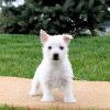 Foto №1. west highland white terrier - zum Verkauf in der Stadt Brüssel | verhandelt | Ankündigung № 76845