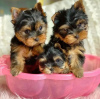 Foto №1. yorkshire terrier - zum Verkauf in der Stadt Франкфурт-на-Майне | verhandelt | Ankündigung № 73995