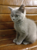 Zusätzliche Fotos: Atemberaubende klobige britische blaue weibliche und männliche Kätzchen