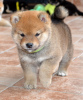 Foto №3. Shiba Inu-Welpen. Serbien