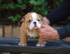 Foto №3. Wunderschöne englische Bulldoggenwelpen. Serbien