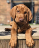 Foto №1. kurzhaariger ungarischer vorstehhund - zum Verkauf in der Stadt Düsseldorf | 400€ | Ankündigung № 98517