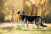 Foto №2 zu Ankündigung № 24548 zu verkaufen mischlingshund - einkaufen Russische Föderation quotient 	ankündigung