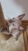 Foto №2 zu Ankündigung № 64325 zu verkaufen sphynx cat - einkaufen Russische Föderation quotient 	ankündigung