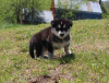 Foto №3. Supersüße und liebe männliche und weibliche Alaskan Malamutes zu verkaufen. Deutschland