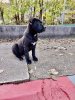 Foto №3. Cane Corso. Serbien