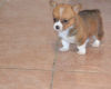 Foto №2 zu Ankündigung № 44886 zu verkaufen welsh corgi - einkaufen Litauen quotient 	ankündigung