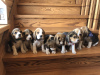 Zusätzliche Fotos: Charmanter Beagle-Welpe sucht ein Zuhause und die zärtlichsten Umarmungen!