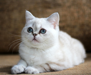 Zusätzliche Fotos: Blauäugige schottische Katze