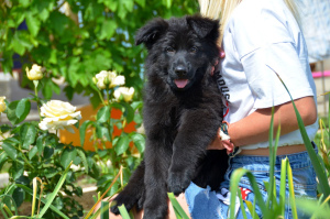 Zusätzliche Fotos: Deutscher Schäferhund Welpe, Mädchen, schwarz, metrisch KSU / FCI, 67 Tage