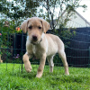 Foto №1. labrador retriever - zum Verkauf in der Stadt Berlin | Frei | Ankündigung № 125261