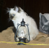 Foto №4. Ich werde verkaufen ragdoll-katze in der Stadt Москва. züchter - preis - 616€