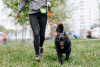 Foto №1. mischlingshund - zum Verkauf in der Stadt Москва | Frei | Ankündigung № 70791