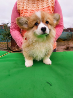 Foto №1. welsh corgi - zum Verkauf in der Stadt Minsk | 500€ | Ankündigung № 3819