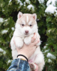 Foto №1. siberian husky - zum Verkauf in der Stadt Kiew | 962€ | Ankündigung № 31091