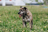 Foto №2 zu Ankündigung № 70989 zu verkaufen mischlingshund - einkaufen Russische Föderation quotient 	ankündigung