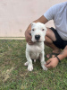 Foto №3. Dogo Argentino puppies. Serbien