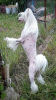 Foto №2 zu Ankündigung № 105362 zu verkaufen chinesischer schopfhund - einkaufen Deutschland züchter