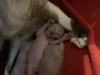 Zusätzliche Fotos: Babykatze Cornish Rex