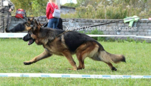 Foto №3. Deutsche Schäferhundwelpen zum Verkauf von Eltern aus Deutschland importiert. Russische Föderation