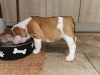 Foto №4. Ich werde verkaufen englische bulldogge in der Stadt Гауда. züchter - preis - 400€