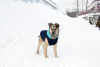 Foto №2 zu Ankündigung № 34796 zu verkaufen mischlingshund - einkaufen Russische Föderation quotient 	ankündigung