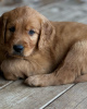 Foto №2 zu Ankündigung № 110095 zu verkaufen golden retriever - einkaufen Deutschland züchter