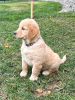 Foto №2 zu Ankündigung № 103882 zu verkaufen golden retriever - einkaufen Spanien züchter