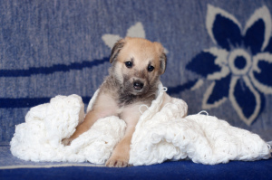 Foto №2 zu Ankündigung № 3516 zu verkaufen mischlingshund - einkaufen Weißrussland quotient 	ankündigung