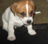 Foto №2 zu Ankündigung № 44884 zu verkaufen jack russell terrier - einkaufen Litauen quotient 	ankündigung