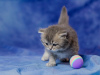 Zusätzliche Fotos: Schottische Kätzchen zu verkaufen