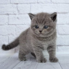 Foto №3. Britische Kurzhaar-Kätzchen zu verkaufen. Deutschland