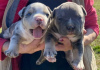 Foto №3. American Bully Pocket Tricolor Merle Welpen. Serbien