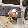 Foto №1. englische bulldogge - zum Verkauf in der Stadt Гауда | 400€ | Ankündigung № 111518