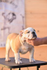 Foto №3. Englische Bulldogge. Serbien