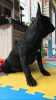 Foto №2 zu Ankündigung № 8397 zu verkaufen französische bulldogge - einkaufen Ukraine züchter