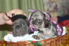 Foto №2 zu Ankündigung № 8488 zu verkaufen französische bulldogge - einkaufen Ukraine züchter