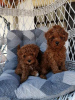 Zusätzliche Fotos: Red miniature poodle puppies