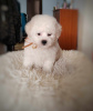 Foto №3. Bichon Frieze Welpe zu verkaufen. Serbien