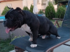 Foto №2 zu Ankündigung № 78253 zu verkaufen american bully - einkaufen Bulgarien züchter