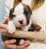 Zusätzliche Fotos: American Bulldog Welpen zu verkaufen
