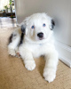 Foto №1. australian shepherd - zum Verkauf in der Stadt Франкфурт-на-Майне | 410€ | Ankündigung № 86612