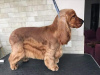 Foto №4. Ich werde verkaufen english cocker spaniel in der Stadt Kiew.  - preis - 800€