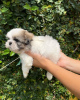 Foto №2 zu Ankündigung № 43047 zu verkaufen shih tzu - einkaufen Polen 