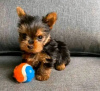 Foto №3. Yorkies-Welpe. USA