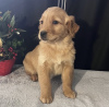 Foto №1. golden retriever - zum Verkauf in der Stadt Mainz | 500€ | Ankündigung № 98597