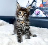 Foto №2 zu Ankündigung № 114861 zu verkaufen maine-coon-katze - einkaufen USA quotient 	ankündigung