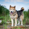 Foto №2 zu Ankündigung № 95061 zu verkaufen mischlingshund - einkaufen Russische Föderation aus dem tierheim