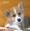 Foto №1. welsh corgi - zum Verkauf in der Stadt Dnipro | 1104€ | Ankündigung № 50782