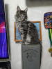 Foto №3. Maine Coon Kätzchen. Ukraine